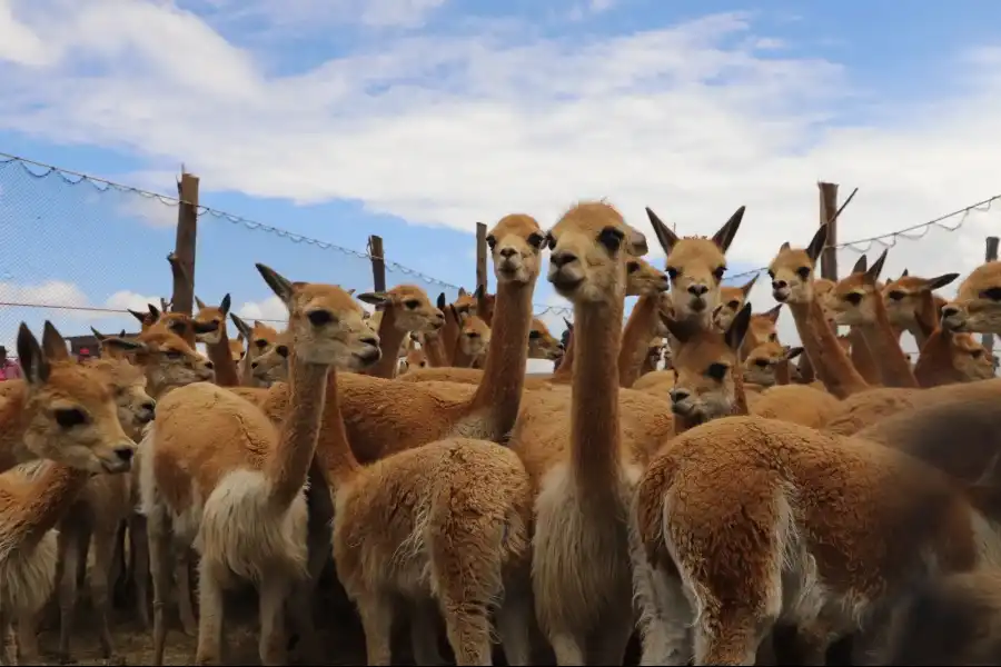 Imagen Reserva De Vicuñas En Tarhuiyocc - Imagen 1