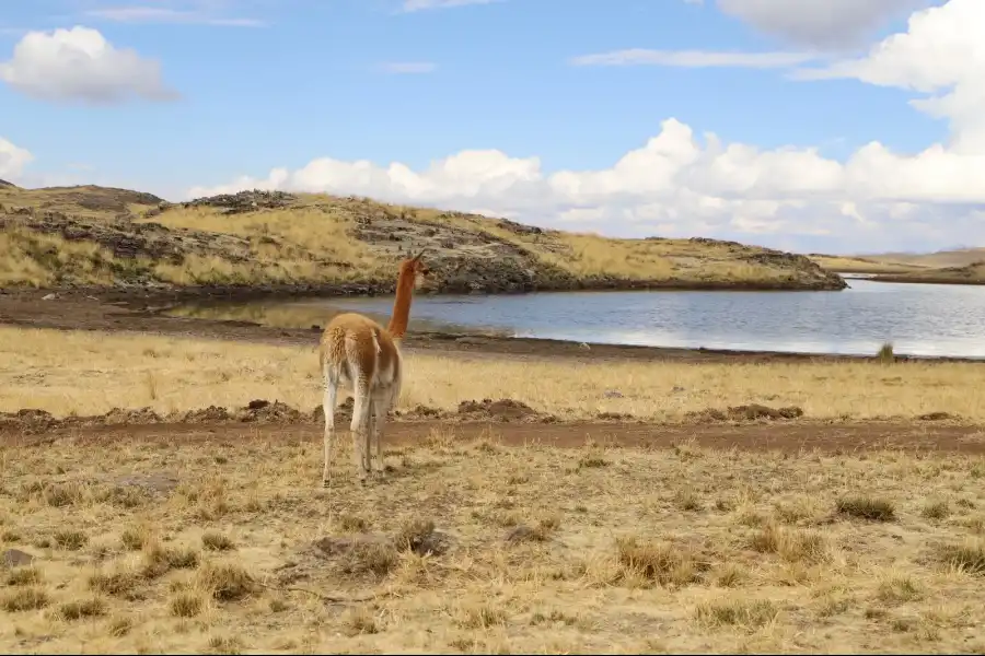 Imagen Reserva De Vicuñas En Tarhuiyocc - Imagen 3