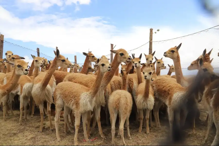 Imagen Reserva De Vicuñas En Tarhuiyocc - Imagen 4