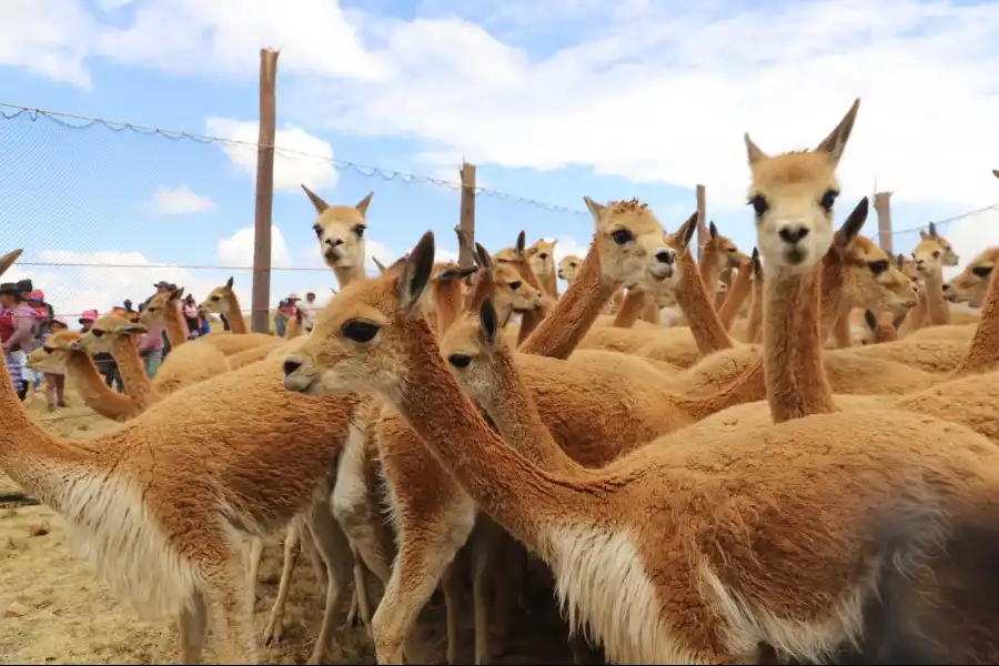 Imagen Reserva De Vicuñas En Tarhuiyocc - Imagen 5