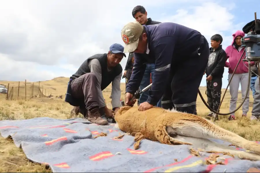 Imagen Reserva De Vicuñas En Tarhuiyocc - Imagen 6