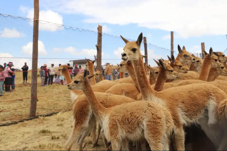 Imagen Reserva De Vicuñas En Tarhuiyocc - Imagen 7