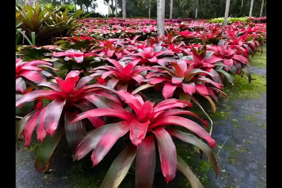 Imagen Jardín Botánico Amazonía - Imagen 3