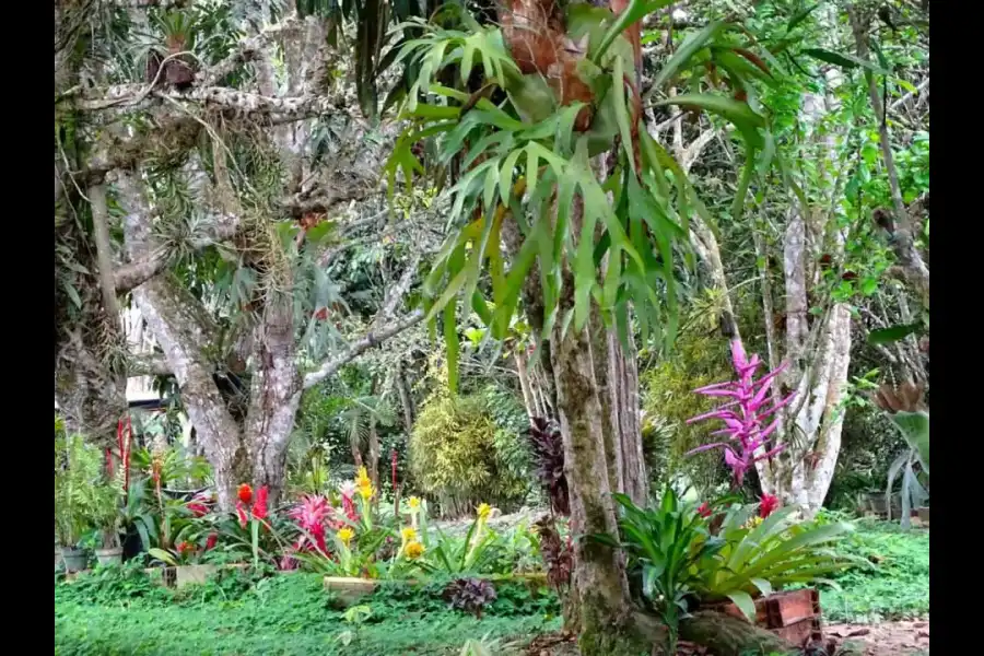 Imagen Jardín Botánico Amazonía - Imagen 8