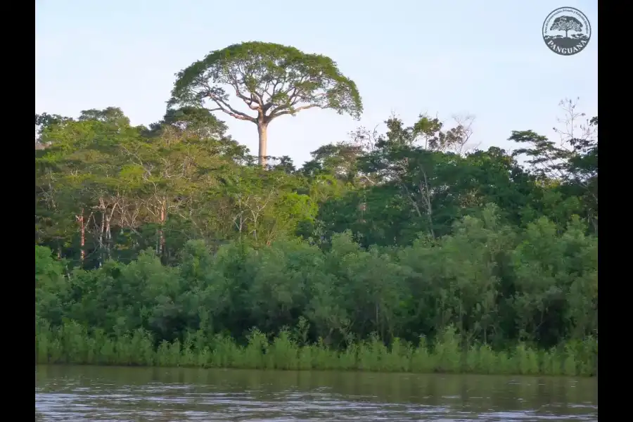 Imagen Panguana – Estación Biológica Y Área De Conservación Privada - Imagen 1