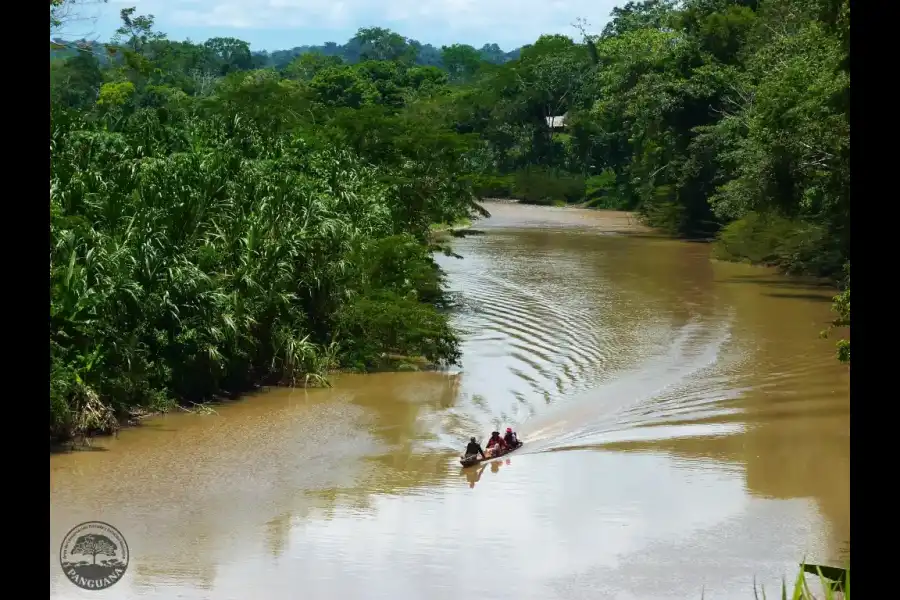 Imagen Panguana – Estación Biológica Y Área De Conservación Privada - Imagen 3