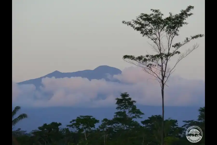 Imagen Panguana – Estación Biológica Y Área De Conservación Privada - Imagen 4