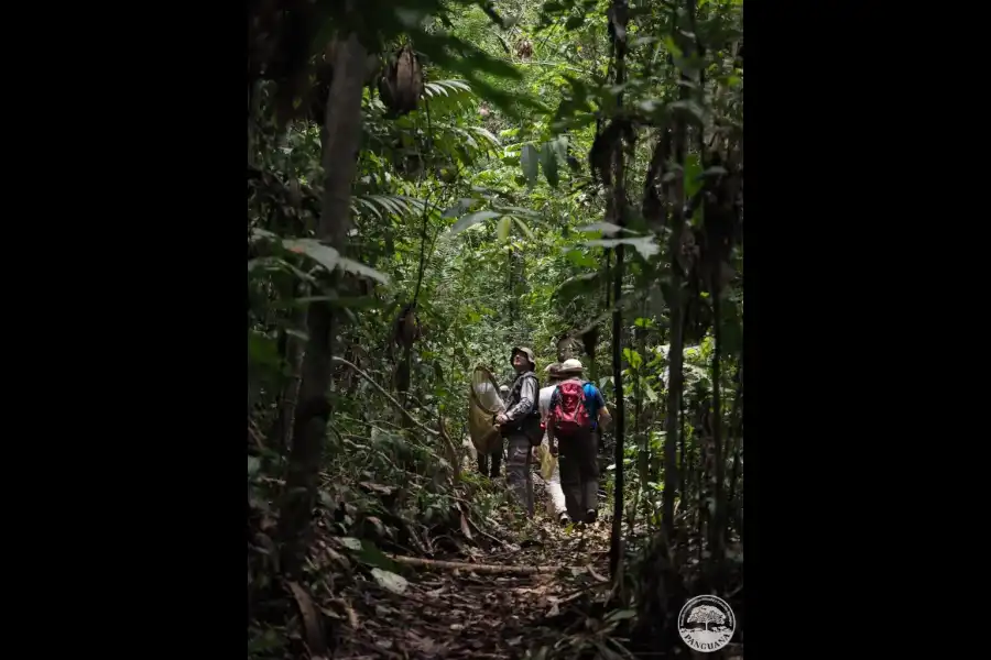 Imagen Panguana – Estación Biológica Y Área De Conservación Privada - Imagen 7