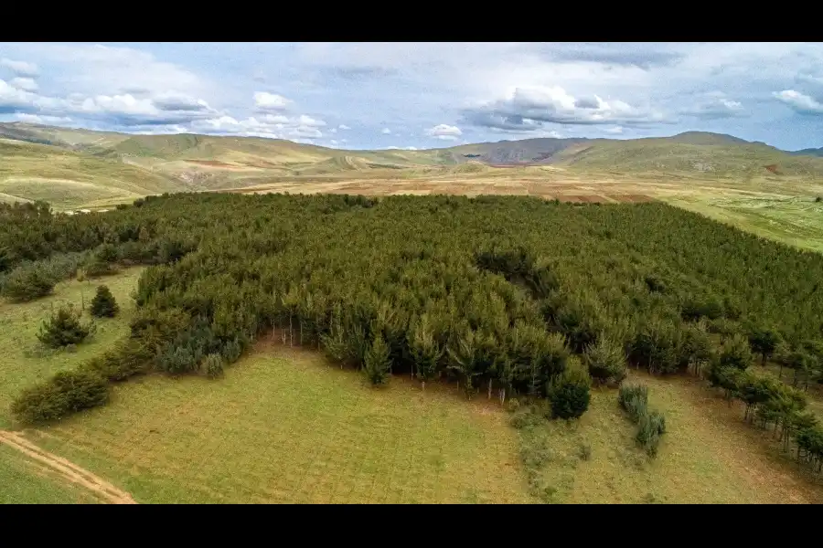 Imagen Bosque De Pinos De Casa Blanca De Pomacancha - Imagen 1