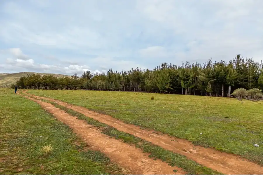 Imagen Bosque De Pinos De Casa Blanca De Pomacancha - Imagen 10