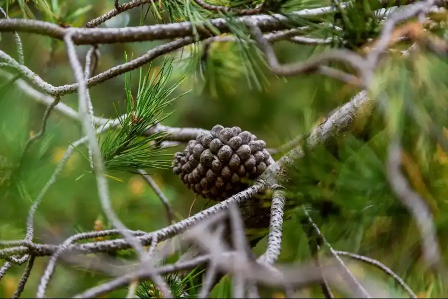 Imagen Bosque De Pinos De Casa Blanca De Pomacancha - Imagen 11