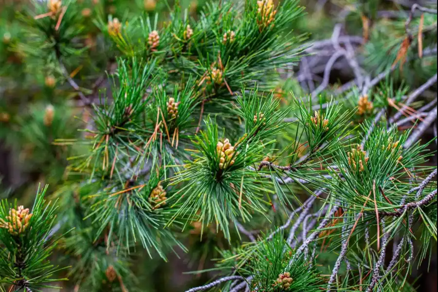 Imagen Bosque De Pinos De Casa Blanca De Pomacancha - Imagen 12