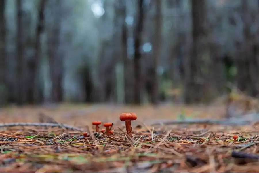 Imagen Bosque De Pinos De Casa Blanca De Pomacancha - Imagen 13