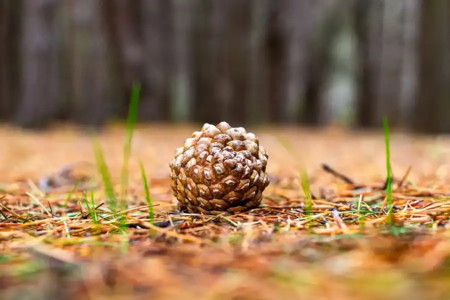 Imagen Bosque De Pinos De Casa Blanca De Pomacancha - Imagen 14