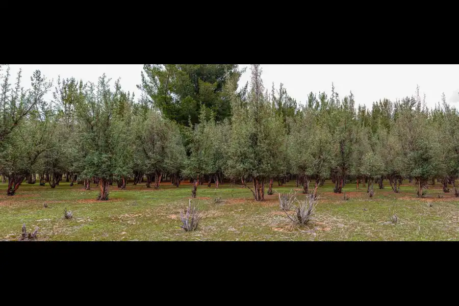 Imagen Bosque De Pinos De Casa Blanca De Pomacancha - Imagen 15