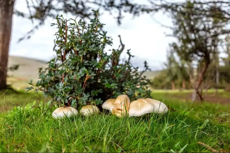 Imagen Bosque De Pinos De Casa Blanca De Pomacancha - Imagen 16