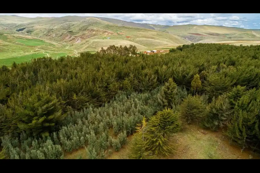 Imagen Bosque De Pinos De Casa Blanca De Pomacancha - Imagen 3