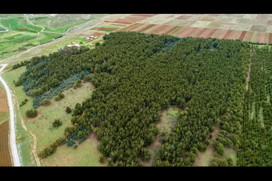 Imagen Bosque De Pinos De Casa Blanca De Pomacancha - Imagen 4