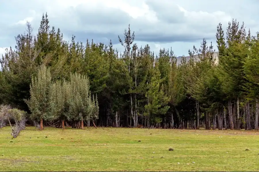 Imagen Bosque De Pinos De Casa Blanca De Pomacancha - Imagen 5