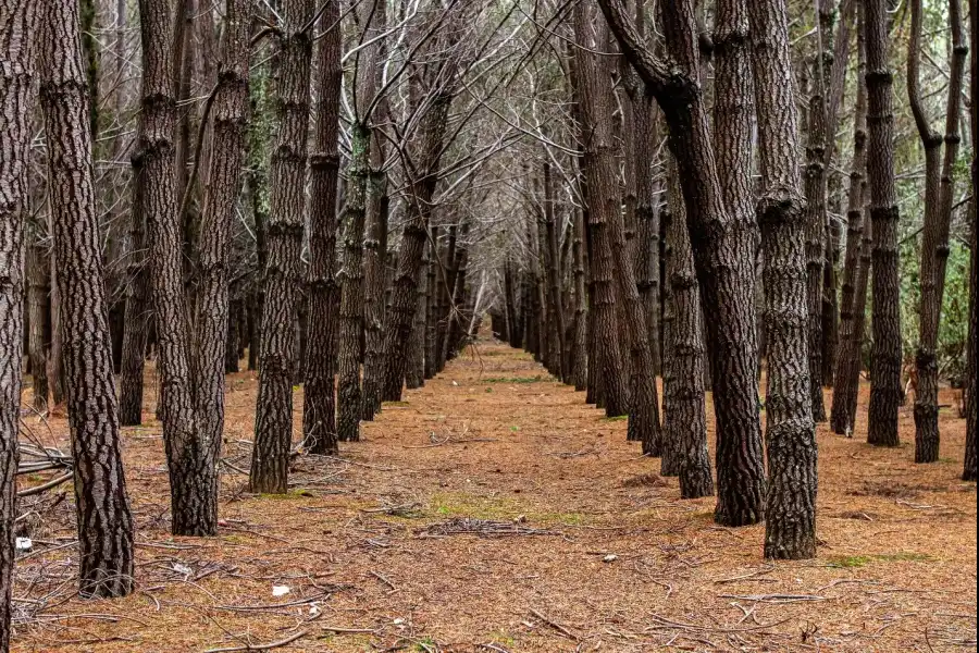 Imagen Bosque De Pinos De Casa Blanca De Pomacancha - Imagen 6