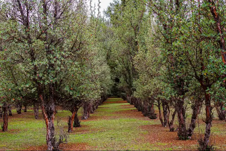 Imagen Bosque De Pinos De Casa Blanca De Pomacancha - Imagen 7