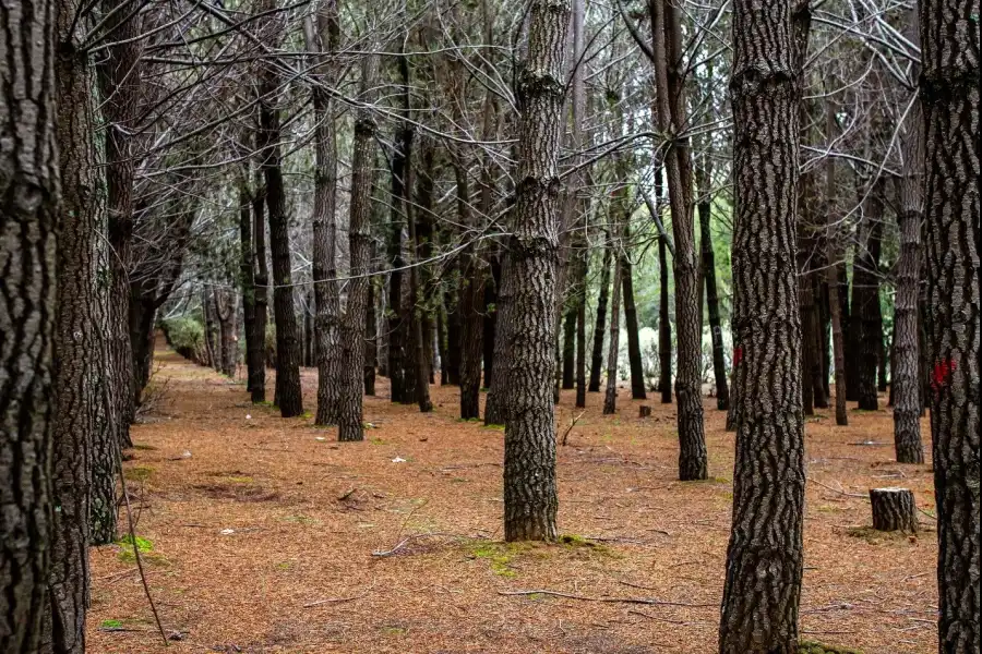 Imagen Bosque De Pinos De Casa Blanca De Pomacancha - Imagen 8