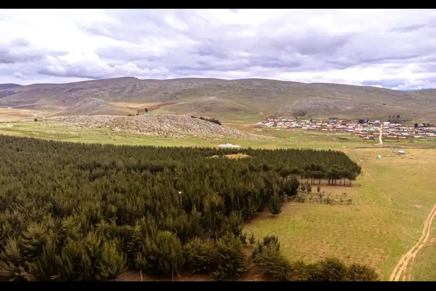 Imagen Bosque De Pinos De Casa Blanca De Pomacancha - Imagen 9