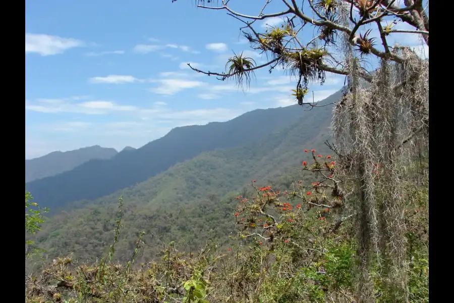 Imagen Área De Conservación Regional Bosques Secos Salitral Huarmaca- Bloque Sur - Imagen 1