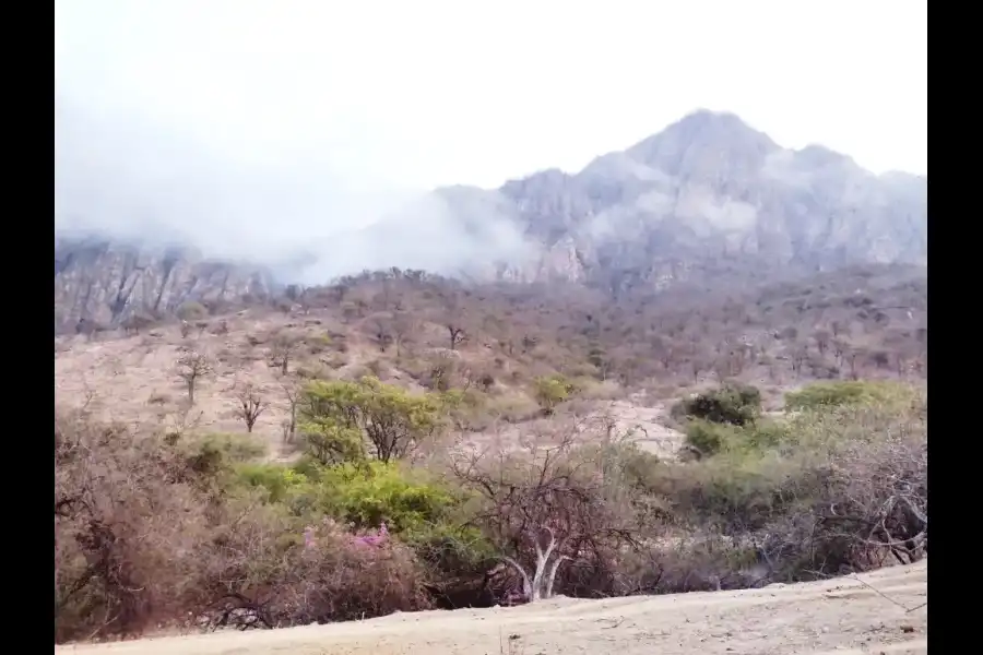 Imagen Área De Conservación Regional Bosques Secos Salitral Huarmaca- Bloque Sur - Imagen 3