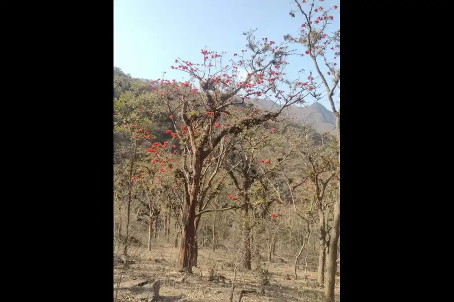 Imagen Área De Conservación Regional Bosques Secos Salitral Huarmaca- Bloque Sur - Imagen 5