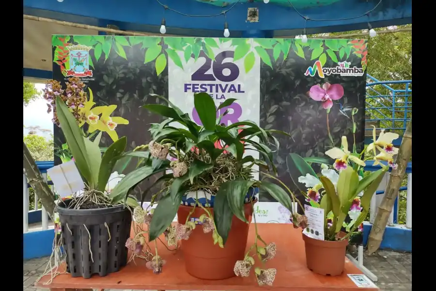 Imagen Festival De La Orquídea - Imagen 3