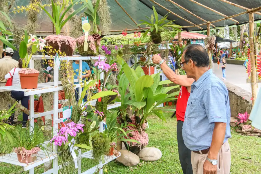 Imagen Festival De La Orquídea - Imagen 6