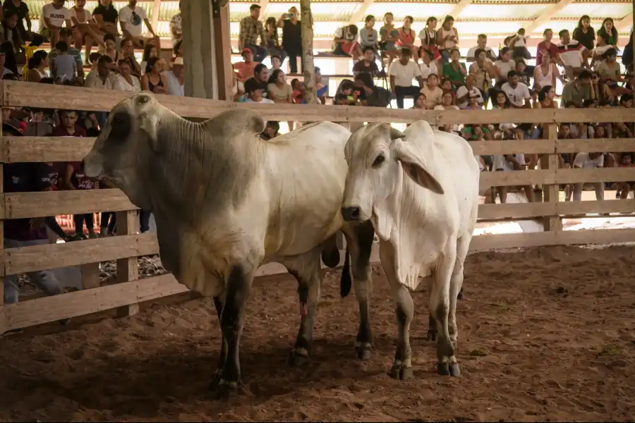 Imagen Feria Agropecuaria, Agroforestal Y Artesanal De Codo Del Pozuzo - Imagen 7