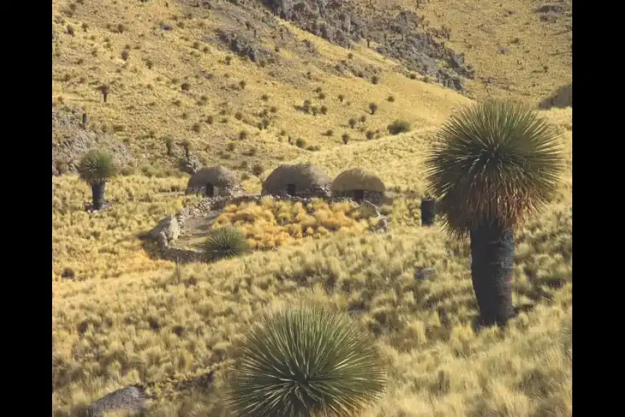 Imagen Bosque De Rodales De Puyas De Tarucani - Imagen 5