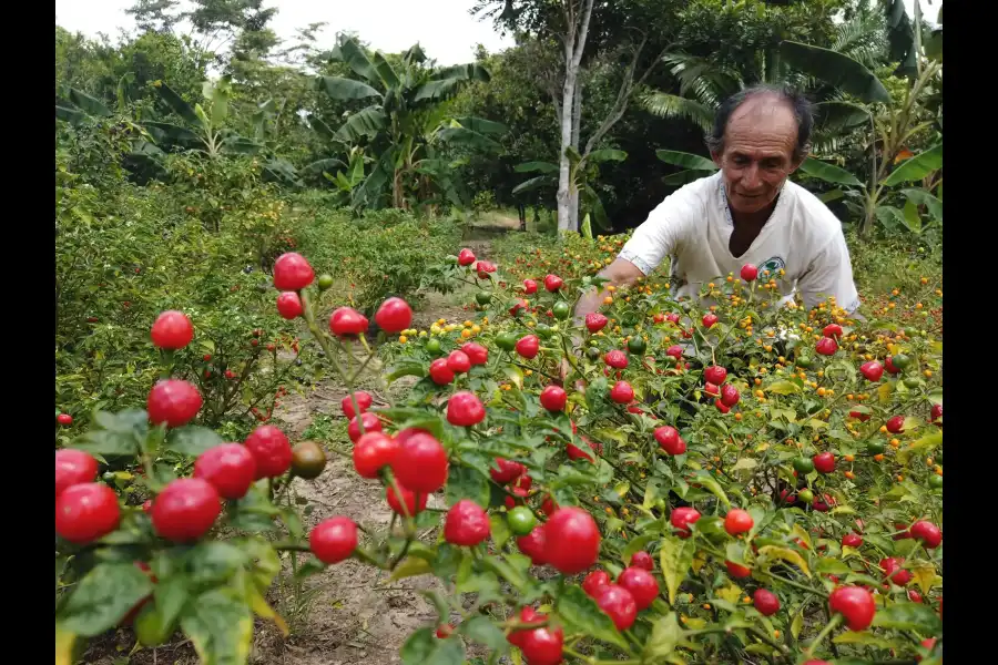 Imagen Asociacion De Productores Ecologicos Pimental - Imagen 11