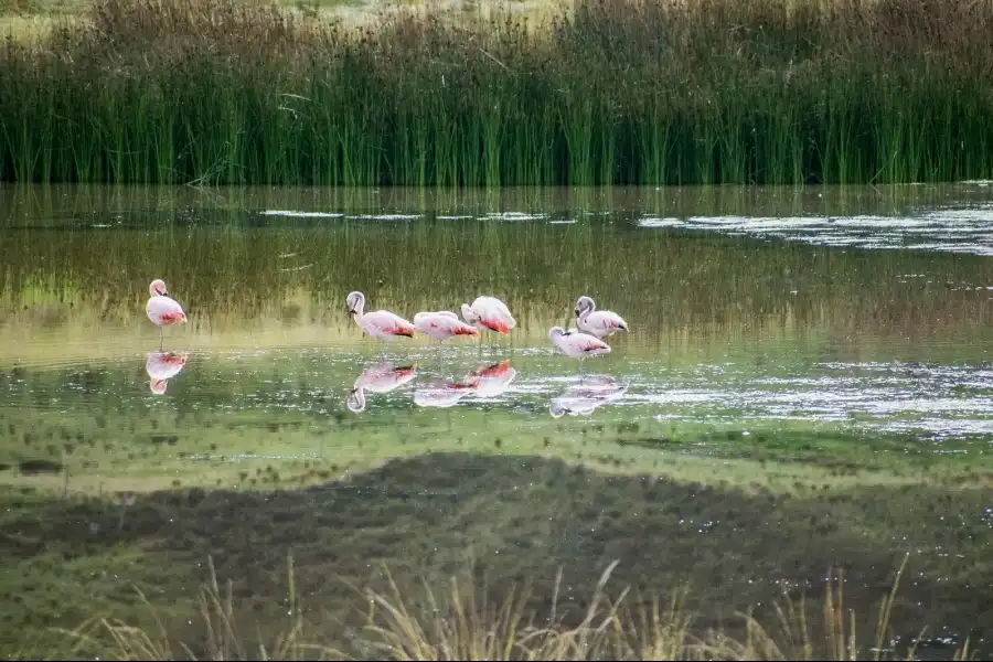 Imagen Laguna Uchacancha De Chongos Alto - Imagen 1