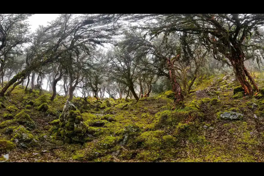 Imagen Bosque De Q'Euñas De Rontoccocha - Imagen 1