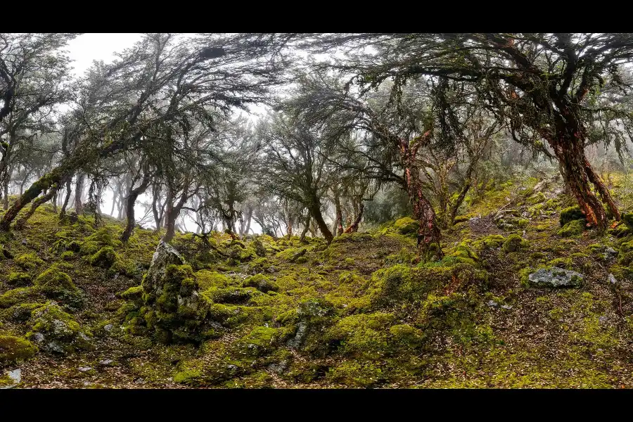 Imagen Bosque De Q'Euñas De Rontoccocha - Imagen 2