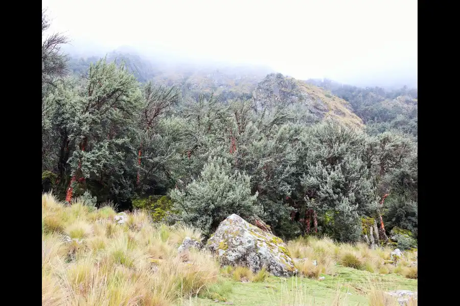 Imagen Bosque De Q'Euñas De Rontoccocha - Imagen 4