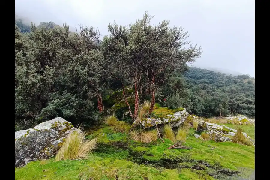 Imagen Bosque De Q'Euñas De Rontoccocha - Imagen 5