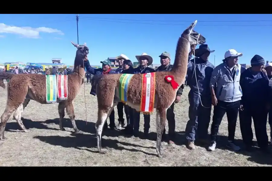 Imagen Feria Nacional Agropecuaria “Meseta Del Bombom” - Ninacaca - Imagen 1