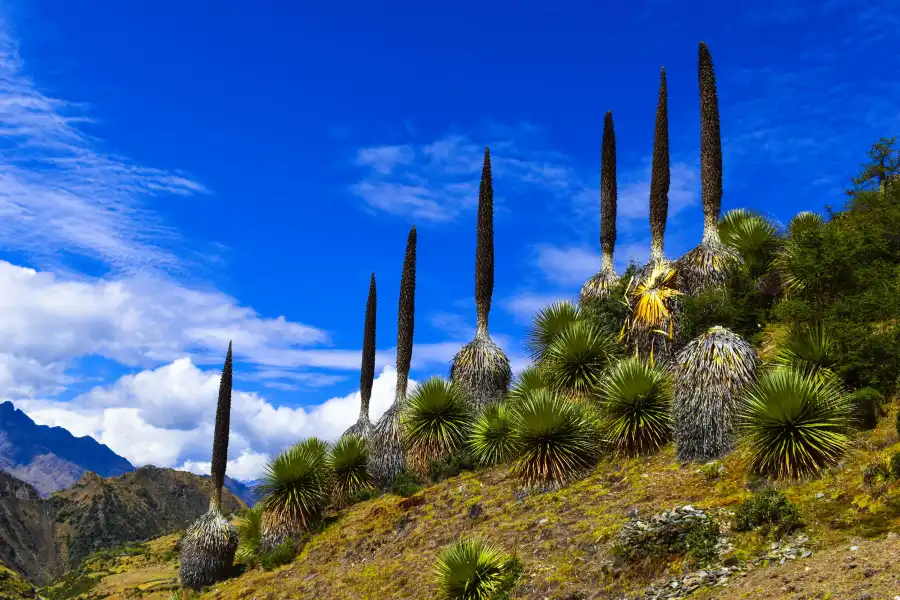 Imagen Rodales De Puya De Raimondi - Imagen 1