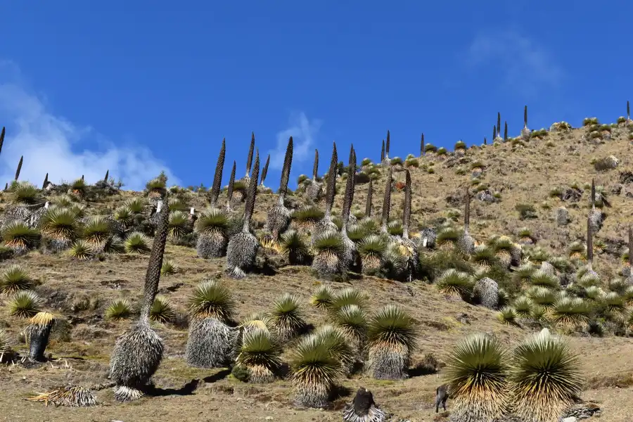 Imagen Rodales De Puya De Raimondi - Imagen 3