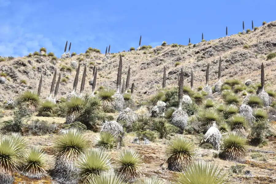 Imagen Rodales De Puya De Raimondi - Imagen 5