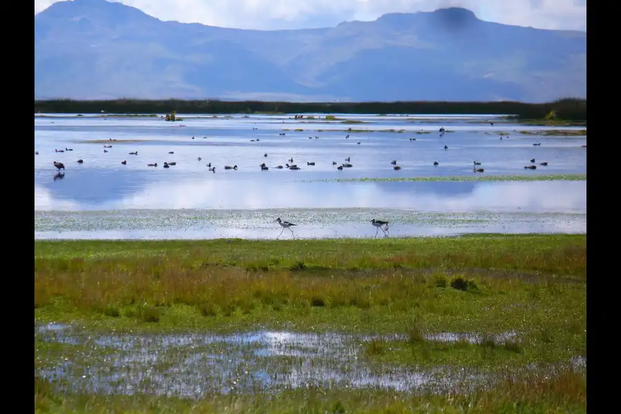 Imagen Lago De Junín - Imagen 11