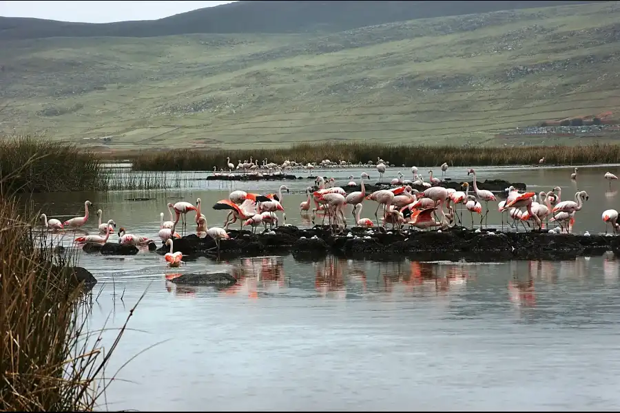 Imagen Lago De Junín - Imagen 4