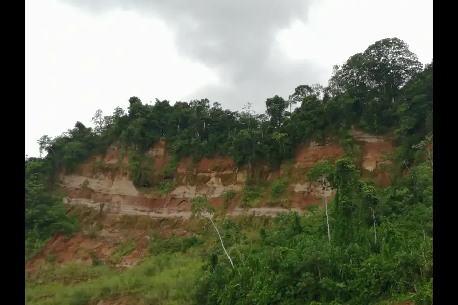 Imagen Collpa De Loros De La Comunidad Nativa De Shivankoreni - Imagen 3