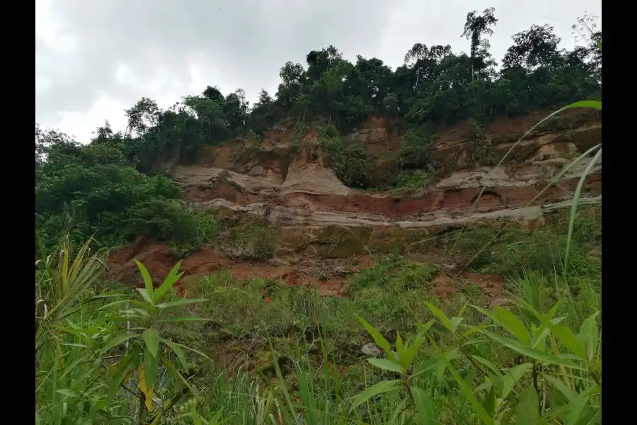 Imagen Collpa De Loros De La Comunidad Nativa De Shivankoreni - Imagen 4