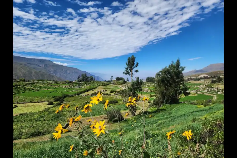 Imagen Campiña De Chuquibamba - Imagen 4