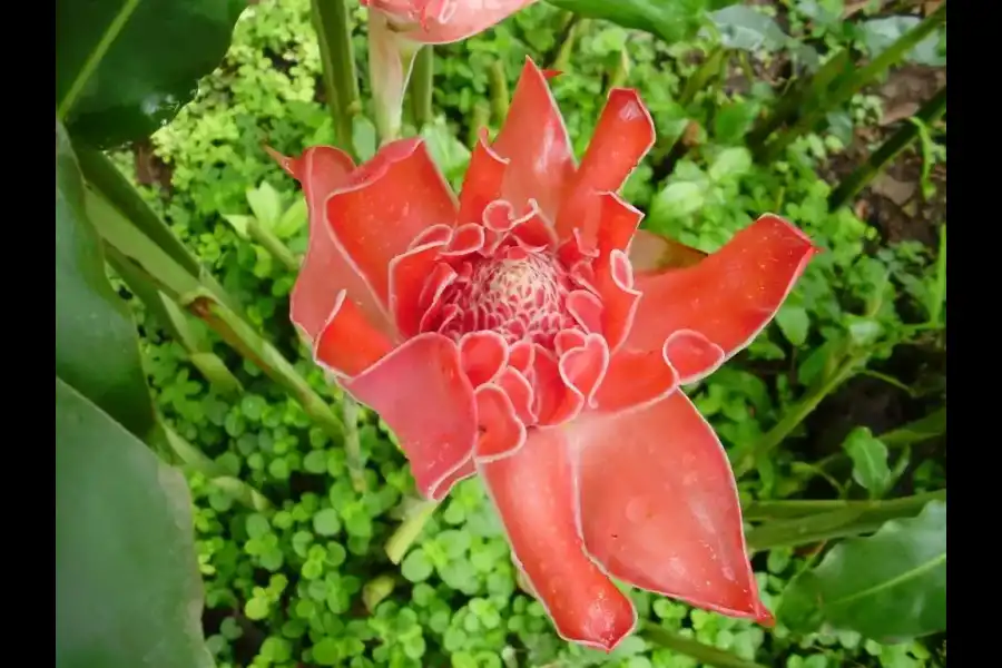 Imagen Jardín Botánico De La Universidad Nacional Agraria De La Selva - Imagen 3